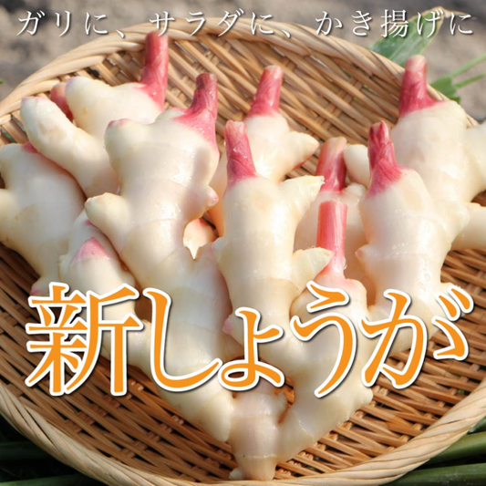 完売!2025年度 無農薬四万十生姜!1キロ