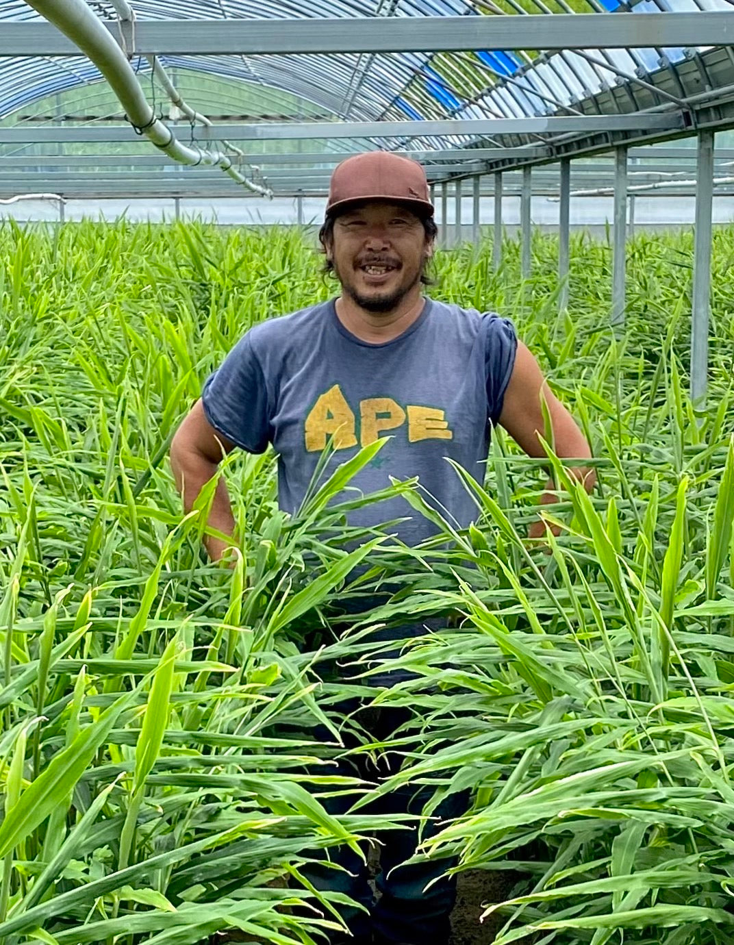 無農薬栽培生姜10kg 楽天市場】【窪川産直】 無農薬 親生姜 しょうが 生姜 1kg 2kg