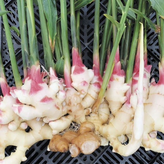 無農薬　ハヤトウリ　10キロ　30個程度 無農薬 ハヤトウリ 10キロ 30個程度の通販 by 雪国の天然山菜屋